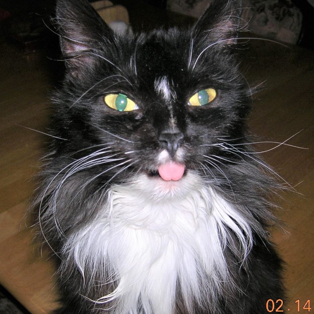 Meet your Posher, Sharon. She loves her kitties!!